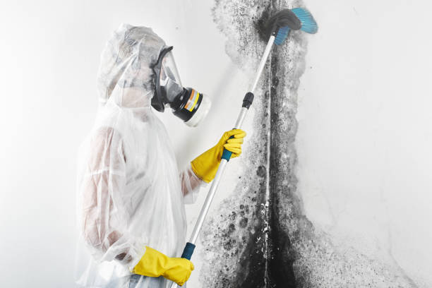 Best Mold-Related Health Consultation  in La Huerta, NM