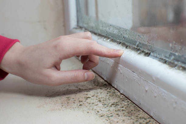 Best Mold Remediation for Healthcare Facilities  in La Huerta, NM