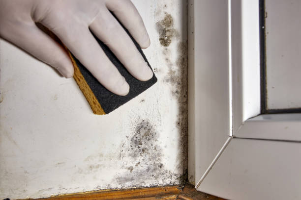 Best Crawl Space Mold Remediation  in La Huerta, NM